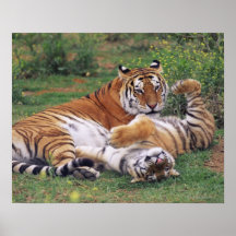 Bengal tigers playing print