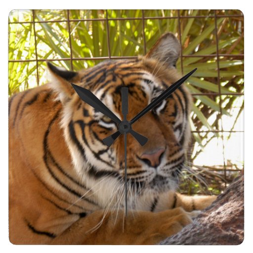 Bengalí 004 del tigre