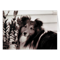 Benji cards
