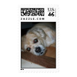 benji postage stamp