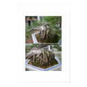 bent bonsai posters by pyxie3 bent bonsai posters