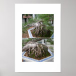 bent bonsai posters