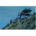 Bent Trees In Storm Photo Cut Outs
