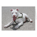 Bentley - Pitbull card