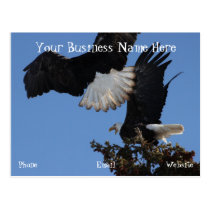 BEOAT Bald Eagles on a Treetop Post Cards