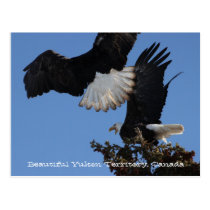 BEOAT Bald Eagles on a Treetop Postcards