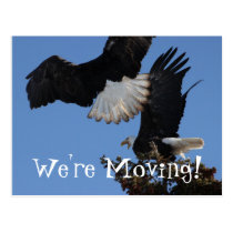 BEOAT Bald Eagles on a Treetop Postcards