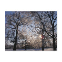 Berea Oaks in Ice postcards