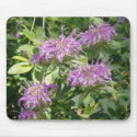 Bergamont Bee Balm Mousepad