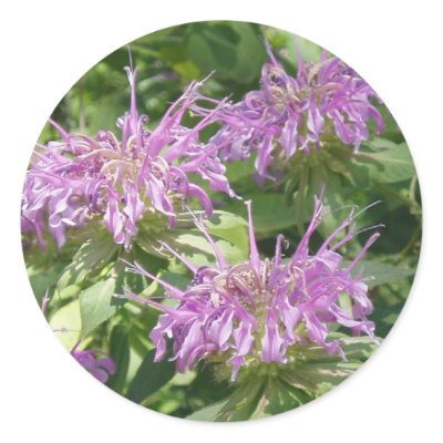 Bergamont Bee Balm Sticker by naturegirl7