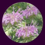 Bergamont Bee Balm Sticker