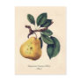 Bergamotte Crassane d'Hiver (Pear) Post Cards