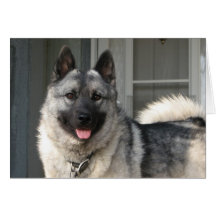 Bergen smiling greeting cards