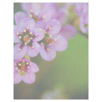Bergenia • Letterhead by SabineSt Bergenia • Letterhead