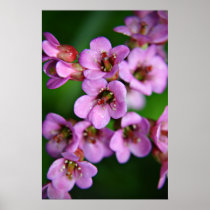 Bergenia Print posters