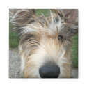 Berger de Picard magnet
