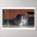 Berkeley the cat poster