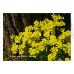 Bermuda Buttercup Sunset SB California Products Greeting Card