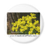 Bermuda Buttercup Sunset SB California Products Refrigerator Magnets