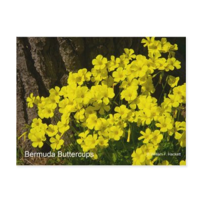 Bermuda Buttercup Sunset SB California Products Postcards by cheshirkat