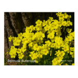 Bermuda Buttercup Sunset SB California Products Postcards