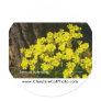 Bermuda Buttercup Sunset SB California Products Sticker