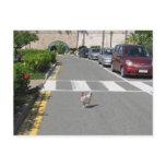 BERMUDA CHICKEN POSTCARD