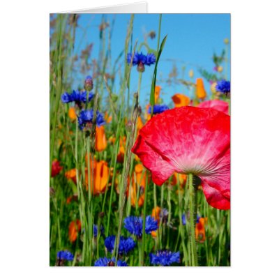 BermWildFlowers Greeting Card by lavenderwind