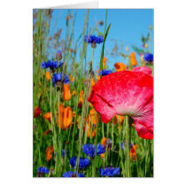 BermWildFlowers cards