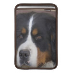 Berner Sennenhund 11" MacBook Sleeve