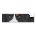 Berner Sennenhund Bumper Sticker bumper stickers