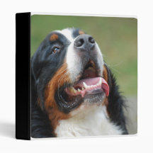 Berner Sennenhund Dog Binder