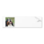 Berner Sennenhund Dog Bumper Sticker