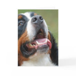 Berner Sennenhund Dog Greeting Card