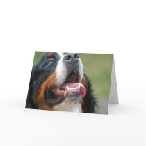 Berner Sennenhund Dog Greeting Card