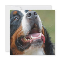 Berner Sennenhund Dog Invitations