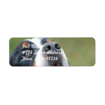 Berner Sennenhund Dog Mailing Labels