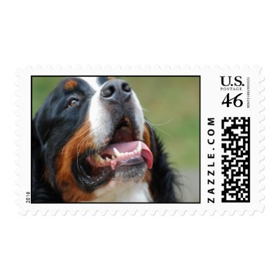Berner Sennenhund Dog Postage Stamp by DogPoundGifts