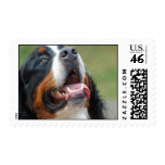 Berner Sennenhund Dog Postage Stamp