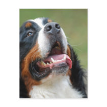 Berner Sennenhund Dog Postcard