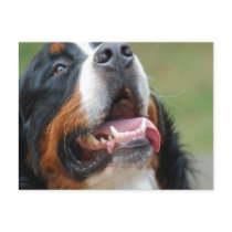 Berner Sennenhund Dog Postcard