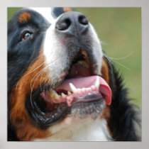 Berner Sennenhund Dog Poster