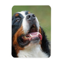 Berner Sennenhund Dog Premium Magnet