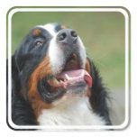 Berner Sennenhund Dog Sticker