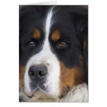 Berner Sennenhund Greeting Card
