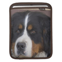 Berner Sennenhund iPad Sleeve