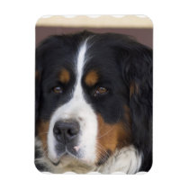 Berner Sennenhund Magnet