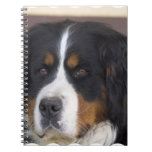 bernese mountain dog,, bernese mountain,, dog,,