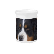 Berner Sennenhund Pitcher