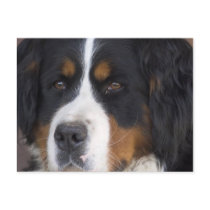 Berner Sennenhund Postcard